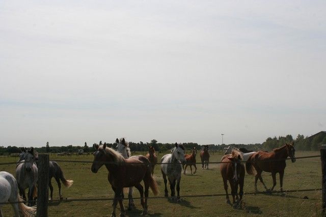 2015-07-06 rando anes (22).JPG